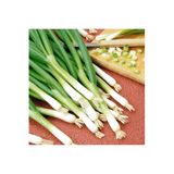 Serdar Çam Tohumculuk Taze soğan tohumu geleneksel white spear seeds allium fistulosum