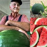 Serdar Çam Tohumculuk Yerli Kuşadası Karpuzu Tohumu Atalık Tohum 10 Tohum