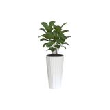 SERİNOVA Lilyum Saksı