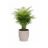Serinova Vega Model Büyük Dekoratif Modern Saksı Ve Vazo 20 Lt ( 31,5 Cm X 32 Cm)İçsiz