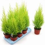 Servi Limon Ağacı Tohumu 20 Adet Tohum + Spriz Tohum