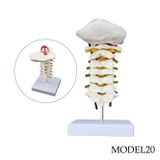 SERVİKAL(BOYUN) OMURGA MAKETİ MODEL 20