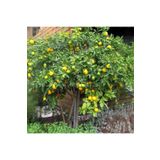 SEVER FİDANCILIK Meyer Limonu Fidanı