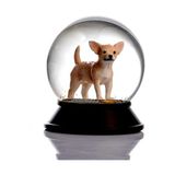 Sevgi Butik Tasarım sevgi butik Cam Ve Reçine Altın Patiler Köpek Chihuahua (Kayısı) Kar Küresi Hediye 1270939 5785521012541908011270939