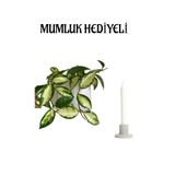 Sevgilier Gününe Özel Pembe Renk Hoya- Mum Çiçeği Mumluk Hediyeli Bitki