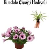 Sevgililer Gününe Özel Açık Pembe Askılı Petunya Çiçeği-Bitkisi Kurdele Çiçeği Hediyeli