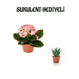 Sevgililer Gününe Özel Açık Pembe Kalalnşo-Emel Hanım Çiçeği Sukulent Hediyeli