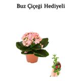 Sevgililer Gününe Özel Açık Pembe Kalanşo-Emel Hanım Buz Çiçeği Hediyeli