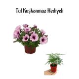 Sevgililer Gününe Özel Askılı Açık Pembe Petunya Çiçeği Tül Kuşkonmaz Hediyeli