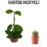 Sevgililer Gününe Özel Beyaz Renk Hoya-Mum Çiçeği Kaktüs Hediyeli