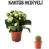 Sevgililer Gününe Özel Beyaz Renk Kalanşo-Emel Hanım Çiçeği Kaktüs Hediyeli