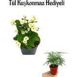 Sevgililer Gününe Özel Beyaz Renk Milli Dikenler Tacı Çiçeği Tül Kuşkonmaz Hediyeli