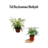 Sevgililer Gününe Özel Hediyelik Kurdele Çiçeği Tül Kuşkonmaz Hediyeli