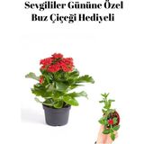 Sevgililer Gününe Özel Kırmızı Renk Kalanşo Çiçeği Buz Çiçeği Hediyeli
