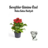 Sevgililer Gününe Özel Kırmızı Renk Kalanşo Çiçeği Helen Saksı Hediyeli
