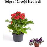Sevgililer Gününe Özel Kırmızı Renk Kalanşo-Emel Hanım Çiçeği Telgraf Hediyeli