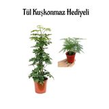 Sevgililer Gününe Özel Parlak Yapraklı Yeşil Şeflera Bitkisi Tül Kuşkonmaz Hediyeli