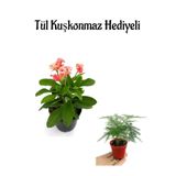 Sevgililer Gününe Özel Pembe Renk Milli Dikenler Tacı Çiçeği Tül Kuşkonmaz Hediyeli