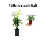 Sevgililer Gününe Özel Şamador Dağ Palmiyesi Tül Kuşkonmaz