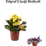 Sevgililer Gününe Özel Sarı Renk Kalanşo-Emel Hanım Çiçeği Telgraf Hediyeli