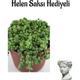 Sevgililer Gününe Özel Tespih-Boncuk Çiçeği Bitkisi Helen Saksı Hediyeli