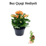 Sevgililer Gününe Özel Turuncu Renk Kalanşo-Emel Hanım Çiçeği Buz Çiçeği Hediyeli