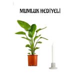 Sevgillier Günü Hediyelik Starliçe Cennet Çiçeği (Strelitzia) Bitkisi Mumluk Hediyeli