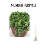 Sevgliler Gününe Özel Tespih-Boncuk Çiçeği Mumluk Hediyeli Ofis Bitkisi, SRD30012025BYB660