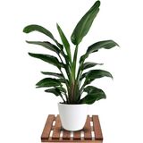 Sevimle Store Tekerleksiz Ahşap Saksı Altlığı Damacana Tüp Saksı Sehpası 30X30 cm