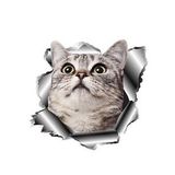 Sevimli KEdi Araba Sticker Yapıştırması