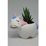 Sevimli Unicorn Saksı + Sukulent Bitki