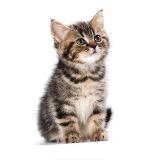 Sevimli yaramaz kedi araba Sticker Etiket 18CM m1
