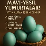 Sevsenka Zeka Yumurtası – 12’li Mavi-Yeşil Organik Doğal Yumurta