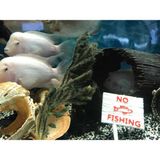 Sezen Akvaryum Dekoru -No Fishing Yazısı