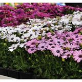 Sh Ticaret Bodrum Papatyası (Kalıcı Çok Çiçeklenen) Sarı, Pembe Renkli - 5 Tohum
