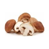 Shitake Mantarı Deneme Kiti