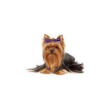 Show Tech Kedi ve Köpek Simli Dickie Bow Papyon Aksesuarı (Glitter Pet Bow Tie), 10 Adet Şık Pet Aksesuar Seti