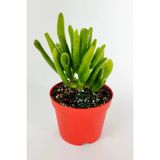 Shrek Kulağı Sukulent Crassula Ovata Gollum Para Ağacı Şirek Kulağı 8.5 Cm Kırmızı Saksıda