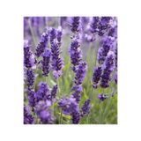 ŞİFAGIDA Mis kokulu lavanta tohumu 200ad (Lavandula angustifolia)