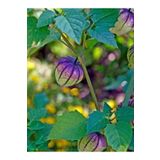ŞİFAGIDA Mor Altın Çilek Tohumu 10ad Tomatillo Physalis Ixocarpa