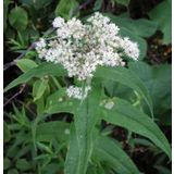Şifali Boneset Çiçeği Tohumu(50 tohum)