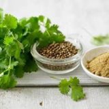 Şifalı Kişniş Aşotu Fidesi (5 adet)