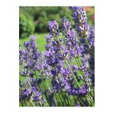 sıla peyzaj ve çiçekçilik Lavanta (Lavandula) Süs Bitkisi – Hoş Kokulu, Peyzaj ve Dekor İçin Uygun - 25-35 cm Saksıda