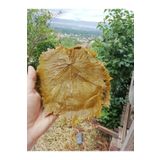 Silver's Naturals Tokat Salamura Bağ Yaprağı Ince Damarsız (DİREK SARIP PİŞİRİLİR)- 5kg'lık Bidon (İADE GARANTİLİDİR)