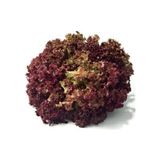Simagro Kırmızı Kıvırcık Marul Tohumu 5gr 1 Paket - 5 gr