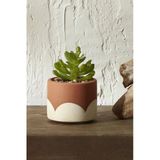 Simple Saksılı Yapay Bitki 9 Cm