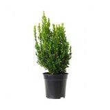Şimşir Fidanı Buxus Sempervirens 20-30 Cm 1 Adet