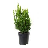 Şimşir Fidesi Fidanı 5 Adet 20-30 Cm Buxus Sempervirens