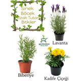 Sinek Böcek Kovucu Bitki Seti Lavanta+biberiye+sarı Kadife Çiçeği 10-20cm Boylarında
