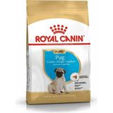 Sinerji Shop Canin Junior Pug Köpek Maması 1,5 kg